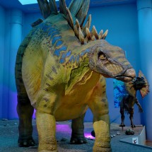Model of Stegosaurus